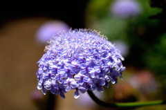 お花
