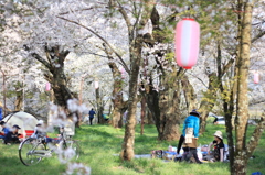 お花見