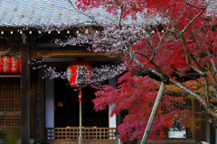 寒桜と紅葉
