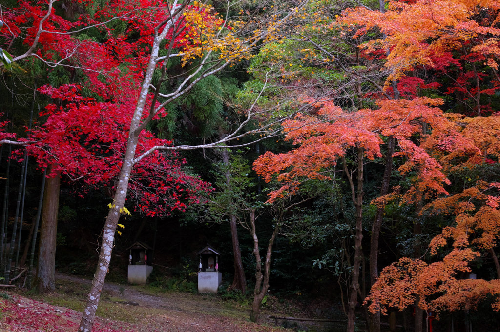 なんかいいかんじの紅葉