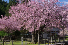 黒田百年桜