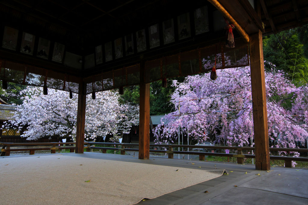 終盤の桜