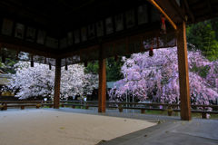 終盤の桜