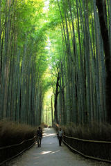 嵯峨野の竹林