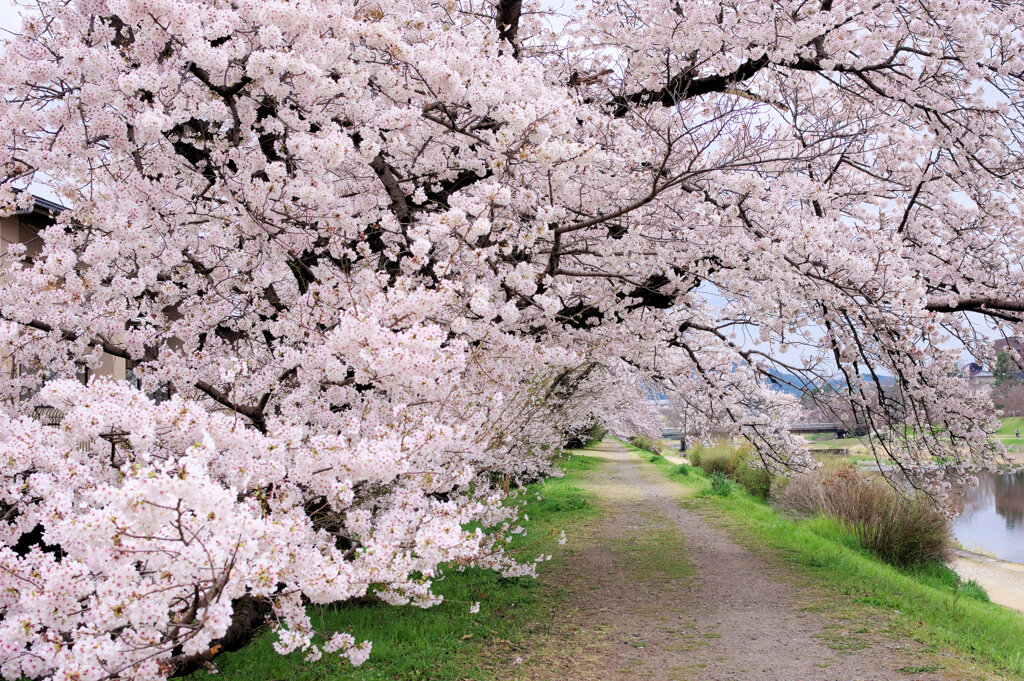 桜のトンネル