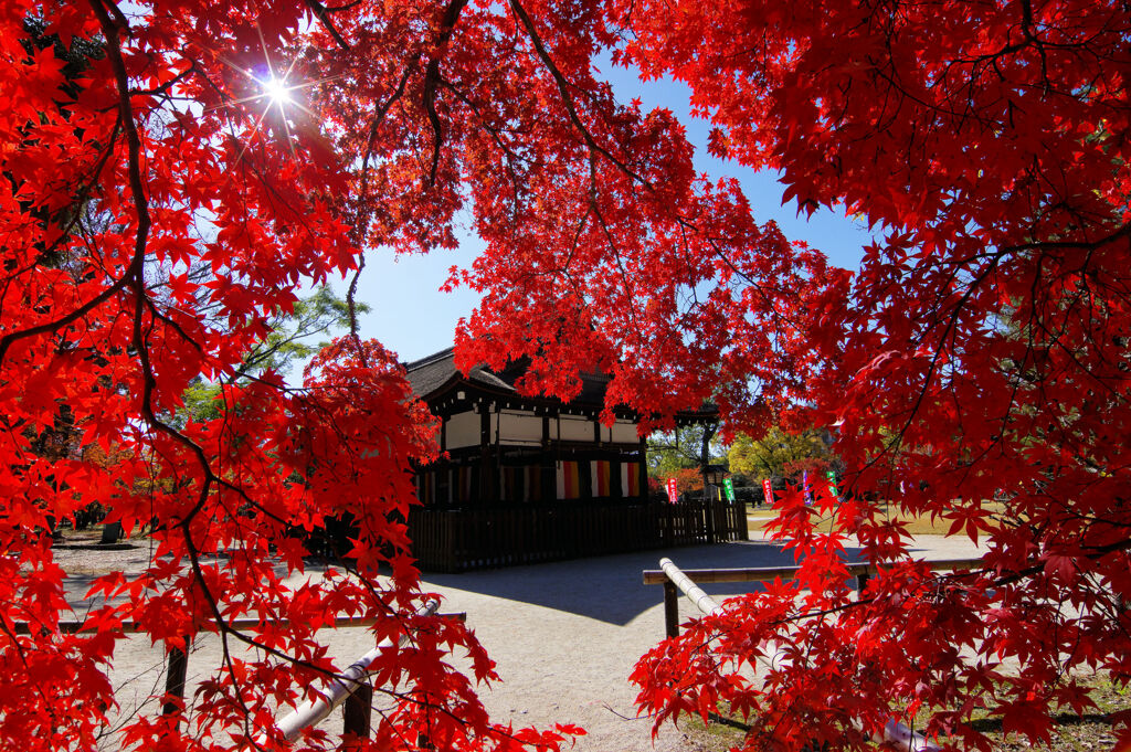 紅葉のカーテン