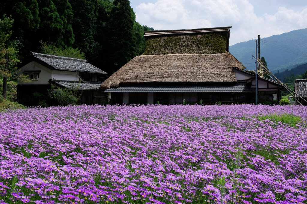 京都北山友禅菊