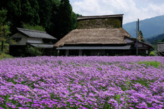 京都北山友禅菊