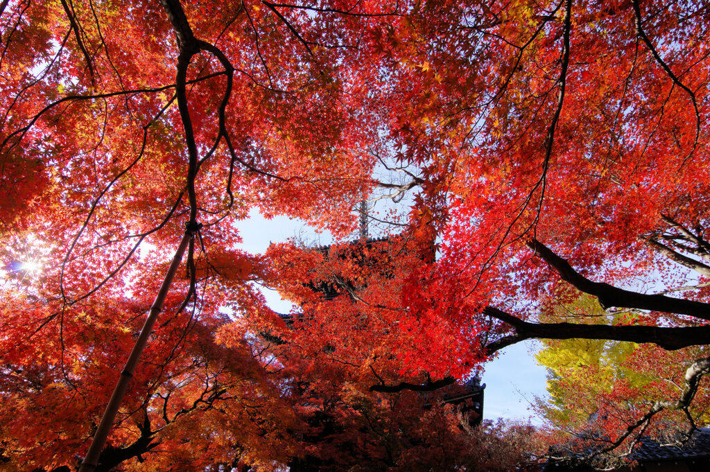 紅葉炎上