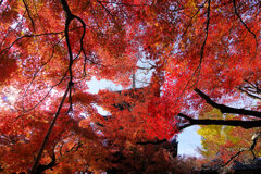 紅葉炎上