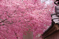 おかめ桜