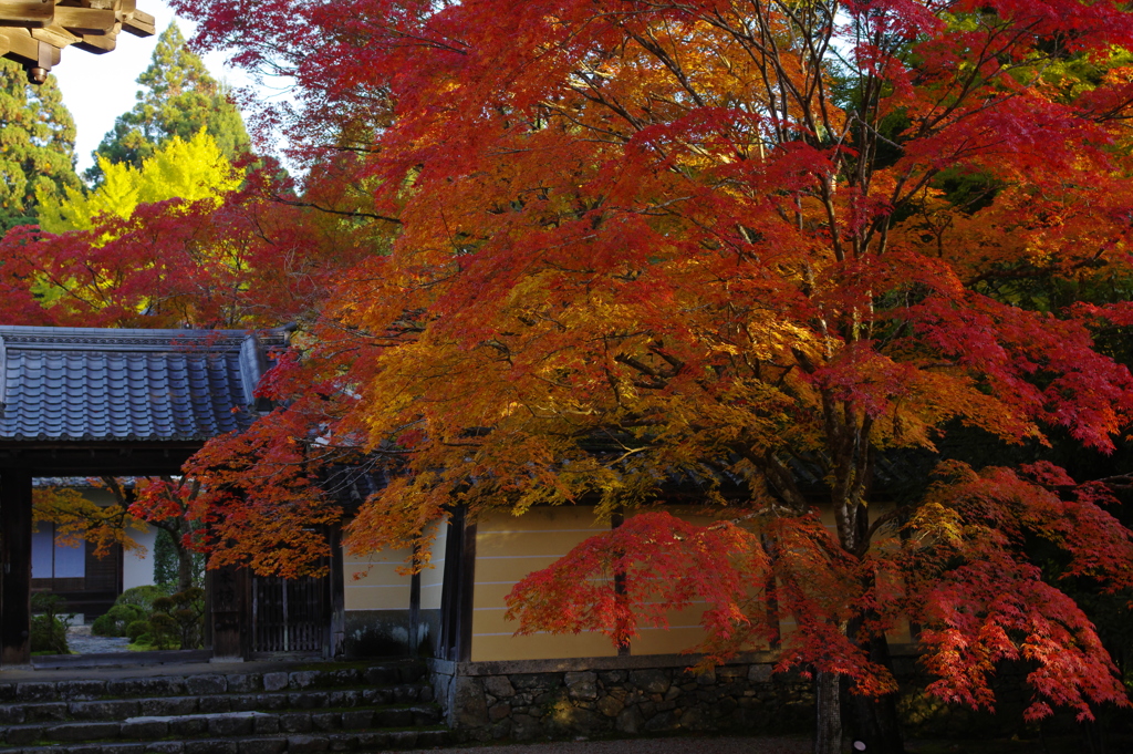 京都の紅葉