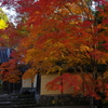 京都の紅葉