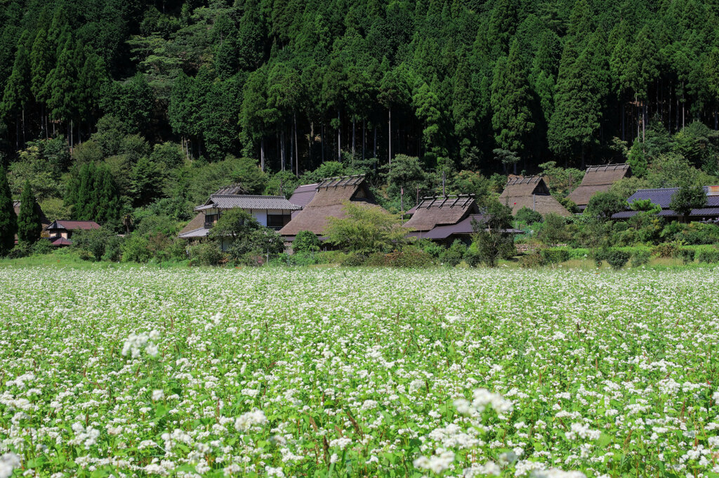 蕎麦の花