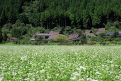 蕎麦の花
