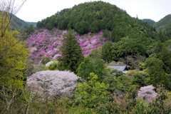 山桜とミツバツツジ