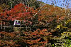 叡電 紅葉列車