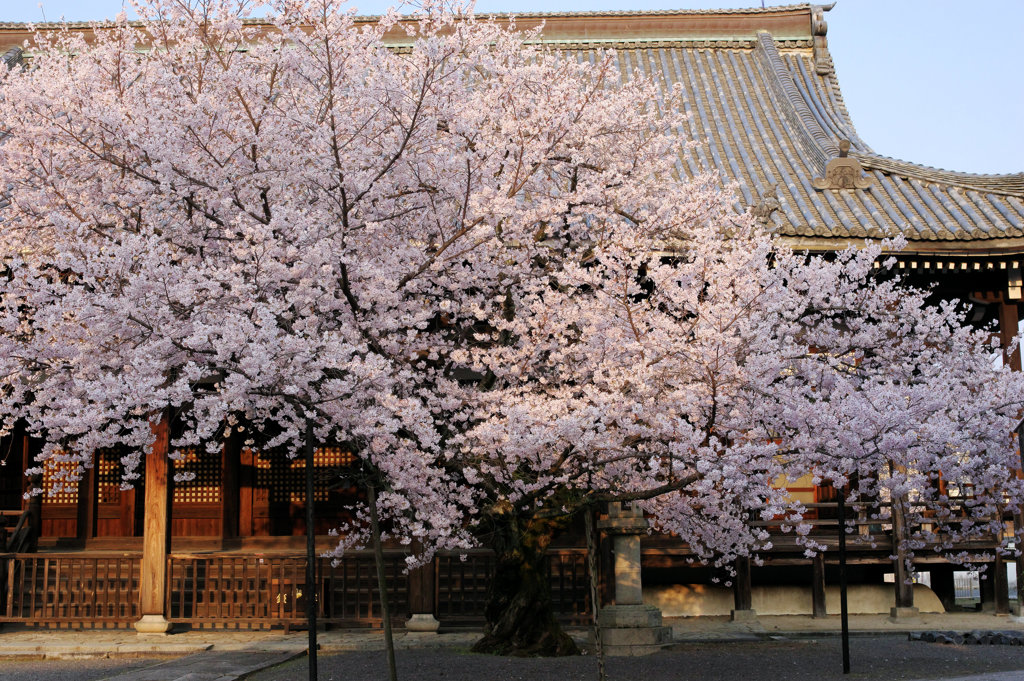 威風堂々 桜