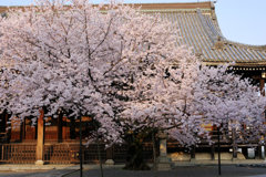 威風堂々 桜