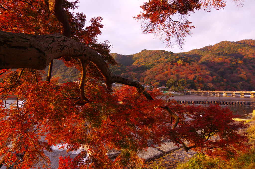 色づく嵐山