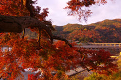色づく嵐山