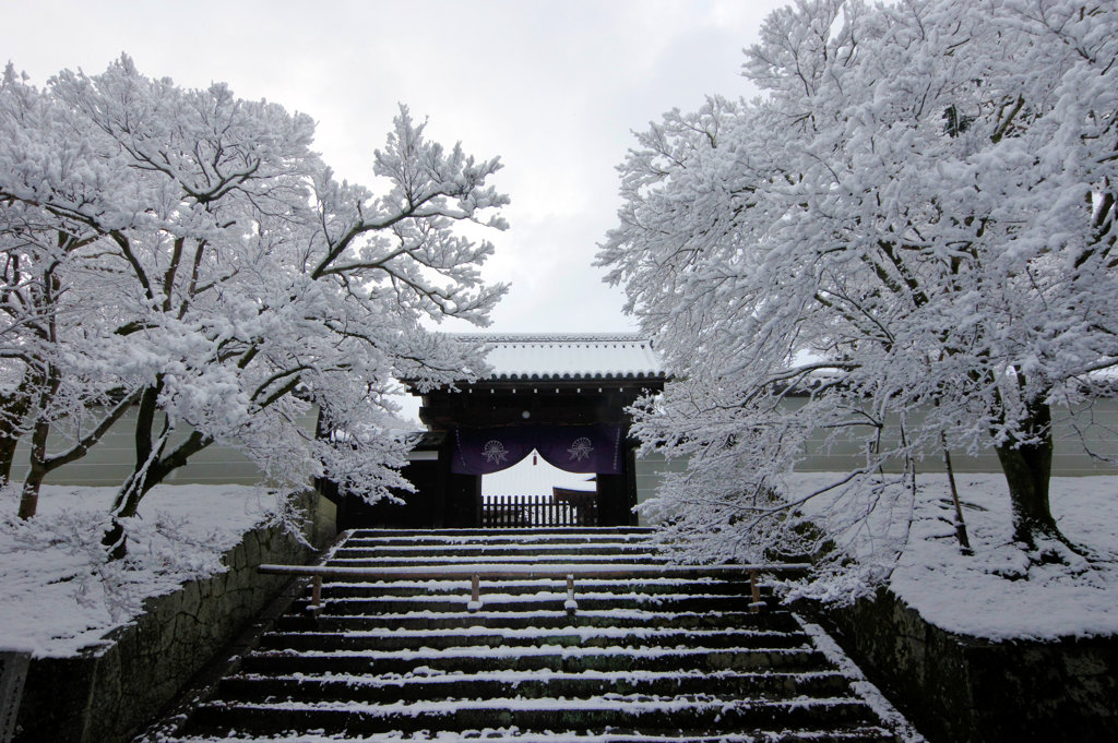 雪の花咲く。