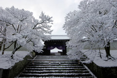 雪の花咲く。