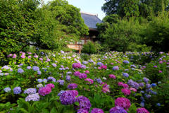 寺の紫陽花