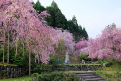 観音菩薩と紅枝垂桜