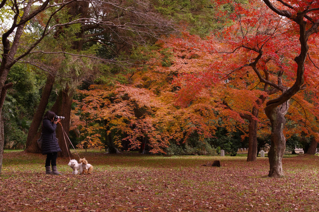 名残りの紅葉