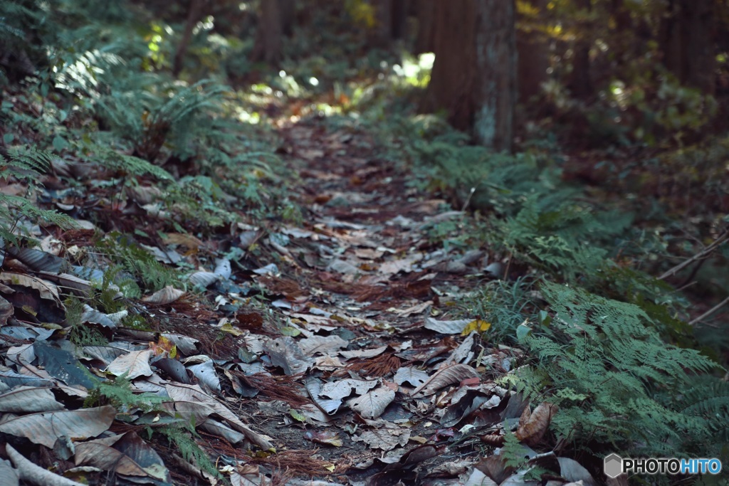 木の葉の山道