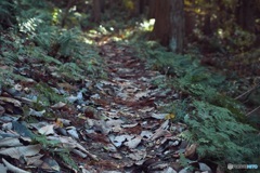 木の葉の山道