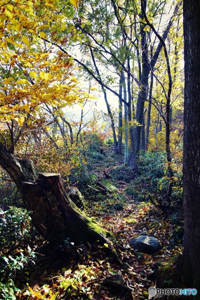 秋の山