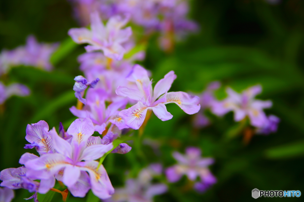 小さな花