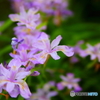 小さな花