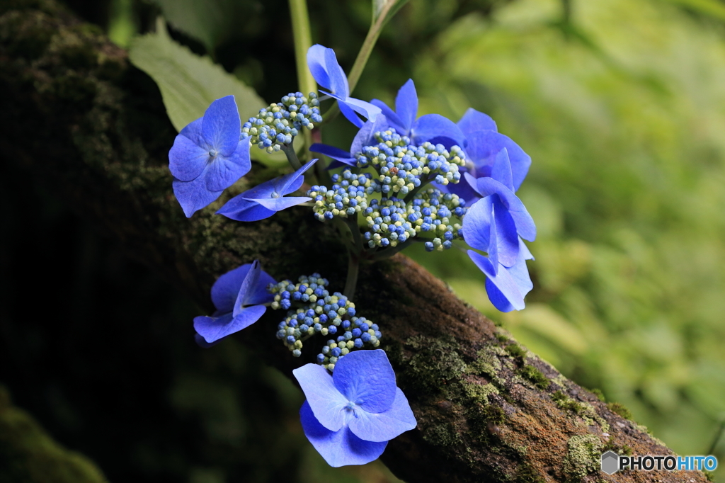 護摩堂山の紫陽花