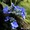 護摩堂山の紫陽花
