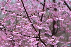 福島県福島市「花見山公園」