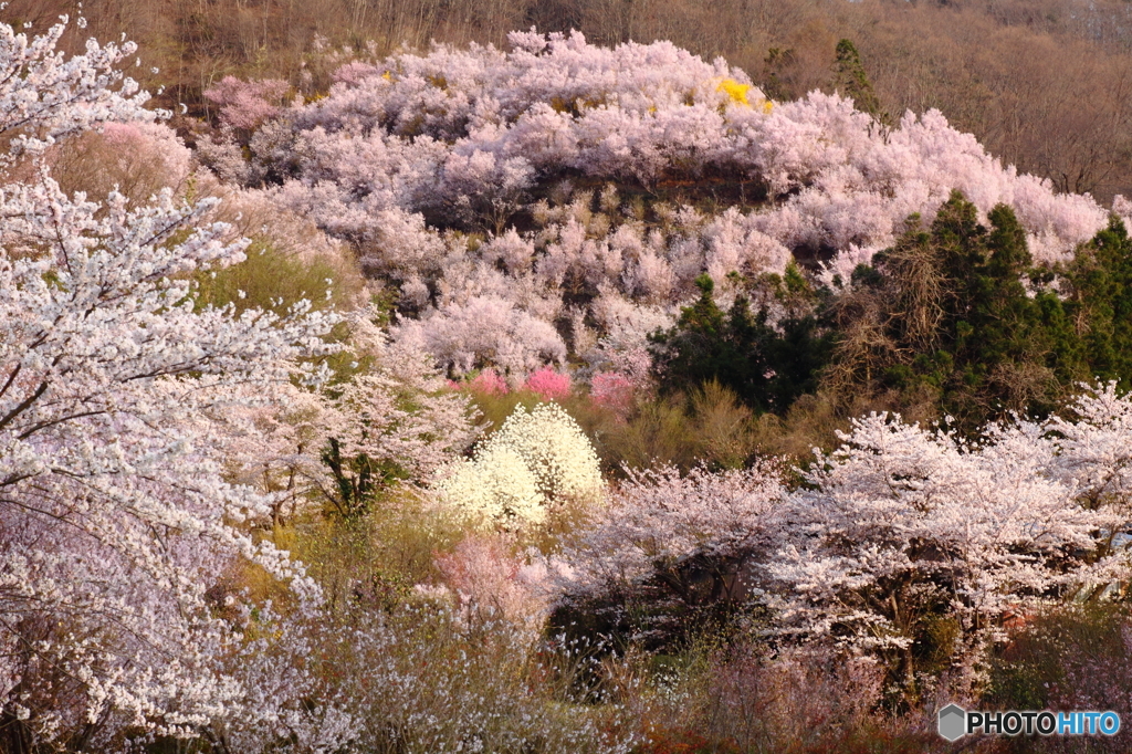 福島県福島市「花見山公園」