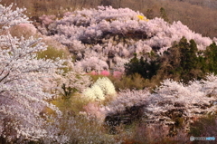 福島県福島市「花見山公園」