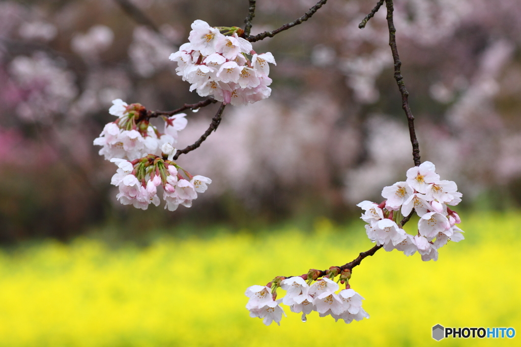 福島県福島市「花見山公園」