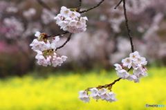 福島県福島市「花見山公園」