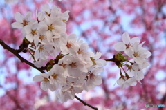 福島県福島市「花見山公園」
