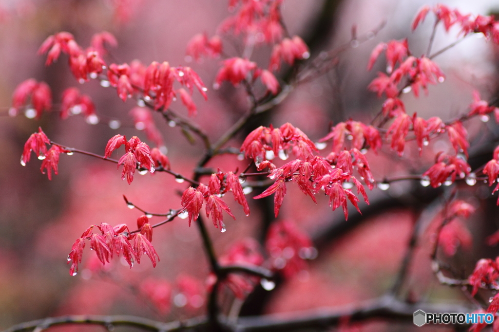福島県福島市「花見山公園」