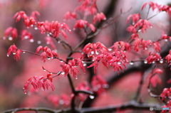 福島県福島市「花見山公園」