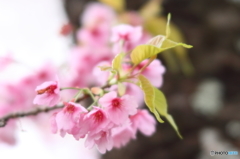 福島県福島市「花見山公園」