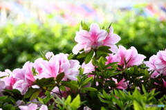 荒川桜づつみ公園(福島)