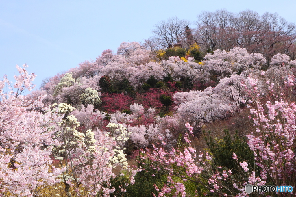 福島県福島市「花見山公園」