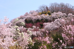 福島県福島市「花見山公園」