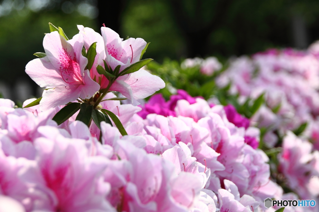 荒川桜づつみ公園(福島)